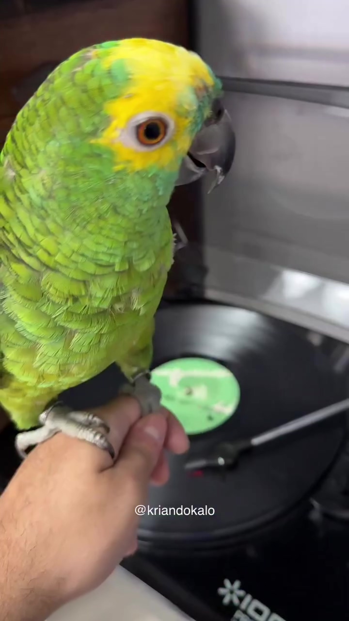 Tem como não se emocionar com esse talento😍🎶Frederico não é só um papagaio 🦜... ele é uma alma 