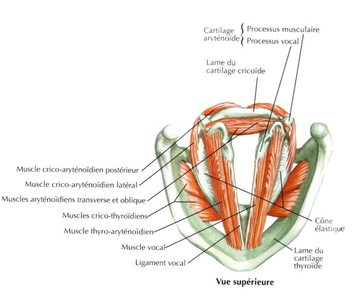 Larynx et cordes vocales